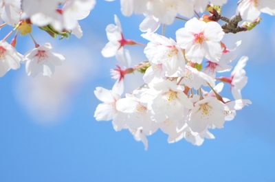 桜写真1.jpg